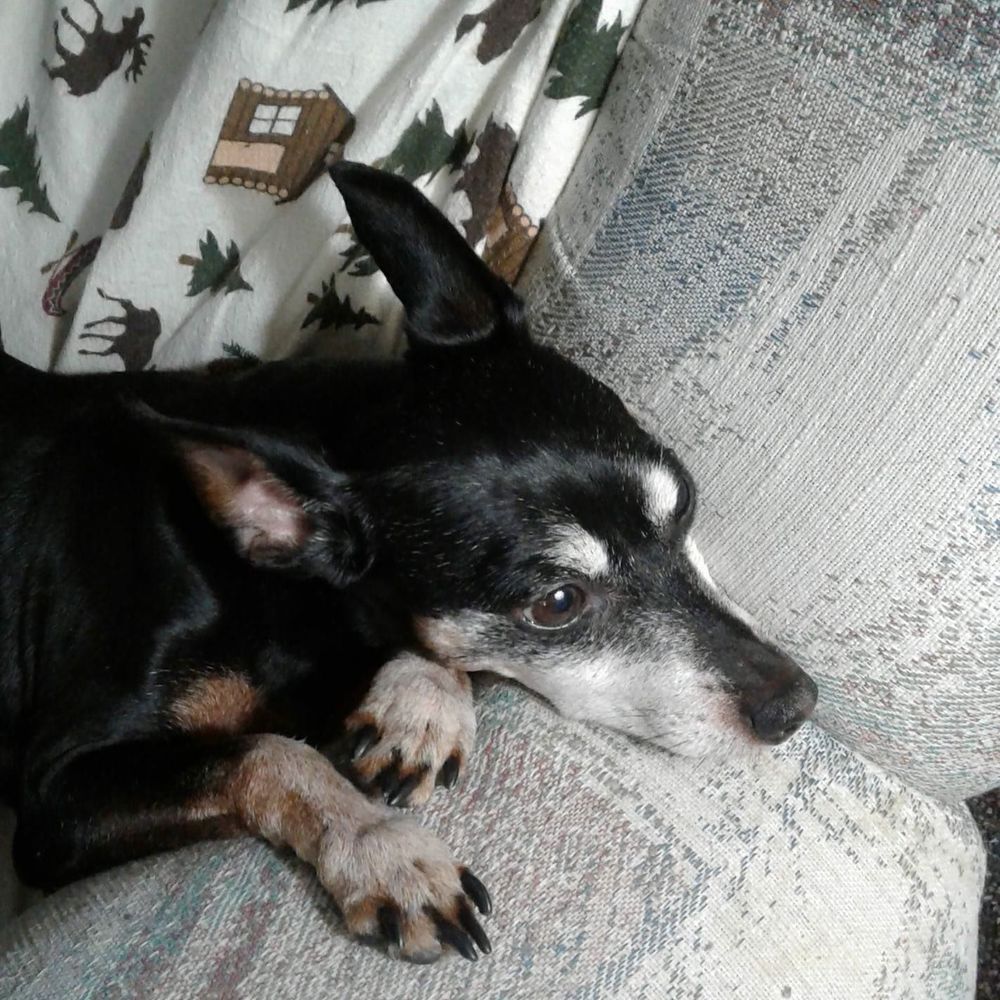 Meet your Posher, Linda